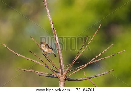 Bright-capped Golden-headed Cisticola bird in golden orange perching on dry branch with blurred green background, Thailand, Asia  (Cisticola exilis) 
