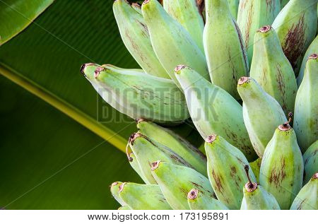 Bunch of raw Silver Bluggoe on a banana tree