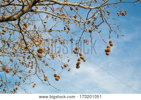 A view to sycamore branches with dry leaves and seeds and a sky on winter day at Tbilisi Georgia Caucasus mountains.