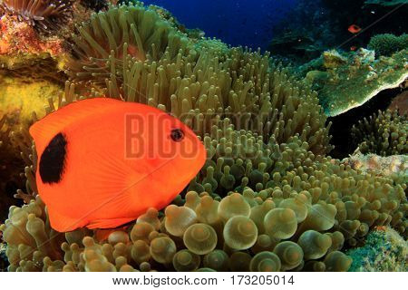 Tomato Anemonfish clownfish fish