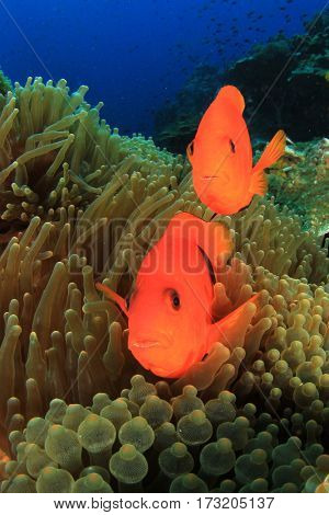 Tomato Anemonfish clownfish fish