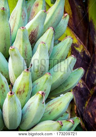 Bunch of raw Silver Bluggoe on a banana tree