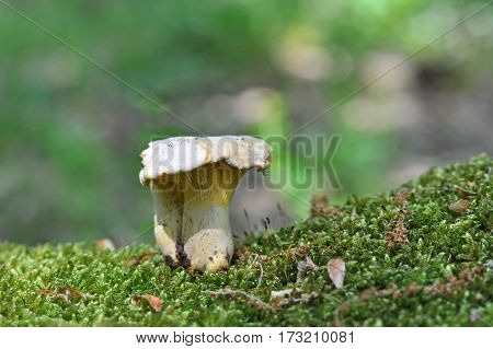 Chanterelle mushroom in the wood, CANTHARELLUS CIBARIUS