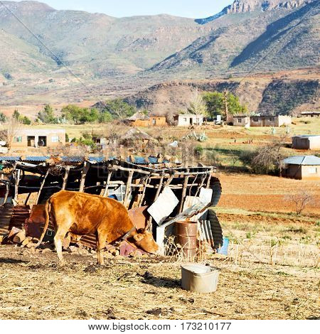 In Lesotho     Street Village