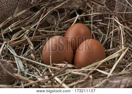 Ecological natural fresh bird eggs in a nest born on fabric