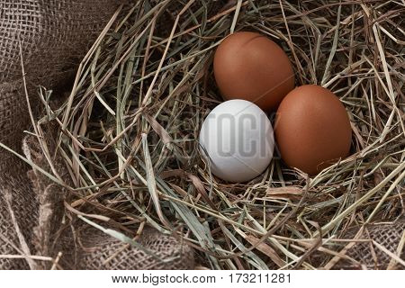 Ecological natural fresh bird eggs in a nest born on fabric