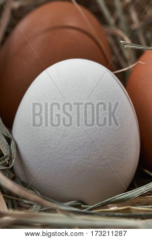 Ecological natural fresh bird eggs in a nest born on fabric