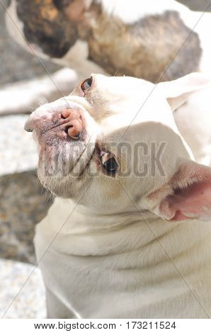 sunbathe French bulldog or waiting dog on the floor
