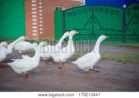 a flock of white geese is on a wet road in the village