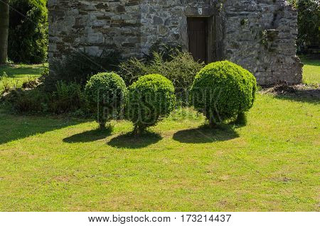 Arborvitae Thuja cut in shape on a meadow.