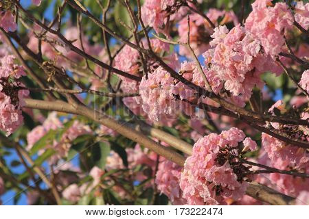 Tabebuia rosea pink flowers bloom beautifully photographed apparently blurred.