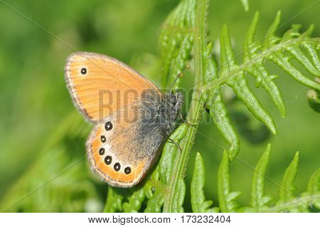 Russian Heath butterfly, Coenonympha leander in natural habitat