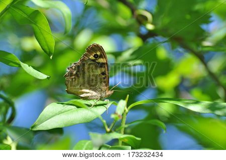 Speckled Wood butterfly,  Pararge aegeria. Butterfly is mostly common on the edge of the forest