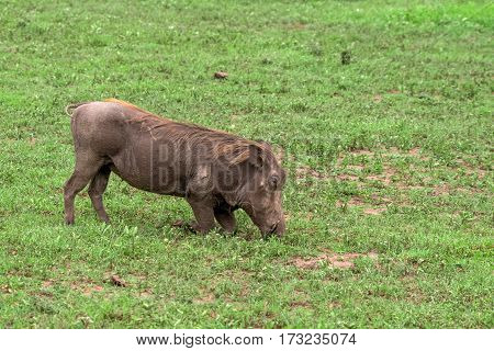 Grazin warthog or Phacochoerus africanus in Ngorongoro national park in Tanzania
