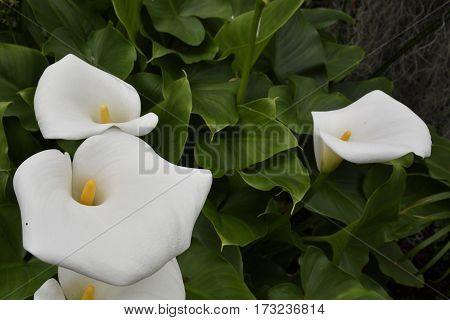 Calla lily (Zantedeschia) or Arum lily bloom picture from Tenerife Spain.