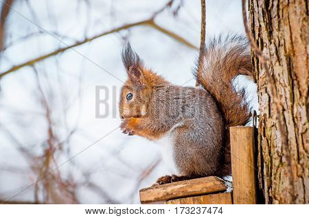 Squirrel in the park sitting on the tree gnawing hazelnut