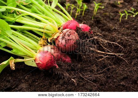 Fresh red radishes with leaves in the garden. Selective focus