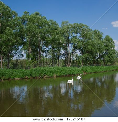 two beautiful white graceful swans floating on water in a pond