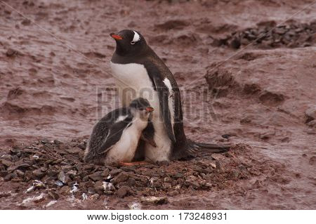 Gentoo penguin family on Cuverville Island in Antarctica