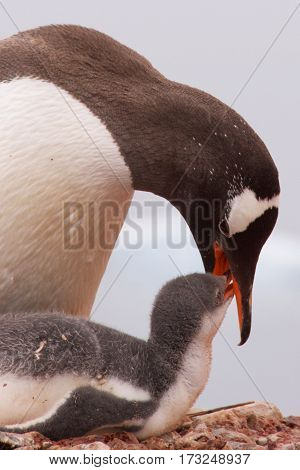 Gentoo penguin feeding baby on Cuverville Island in Antarctica