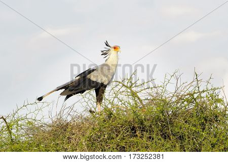 Secretary bird (Sagittarius serpentarius) standing in top of an acacia tree Ngorongoro crater Tanzania.