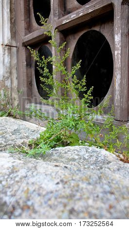 Broken walls of the old fortress, Khatyn, Ukraine
