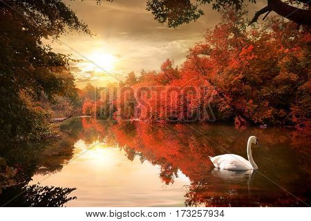 Swan on the autmn river at sunrise