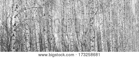 Beautiful landscape with birches. Black and white panorama with birches in retro style. Birch grove in autumn. The trunks of birch trees. Black and white panoramic photo of birch trunks.