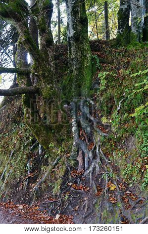Roots outside the ground, Plitvice national park, Croatia