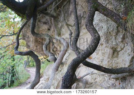Roots outside the ground, Plitvice national park, Croatia