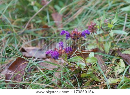 Large flowered selfheal (Prunella grandiflora) in full bloom, selective focus