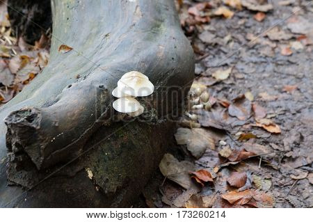 Birch fungus in the wet autumnal forest