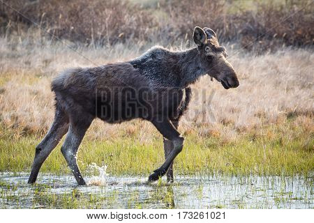 A young bull moose is looking for food in a small pond.