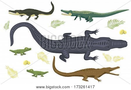 Cartoon green crocodile danger predator and australian wildlife river reptile carnivore alligator with scales teeth flat vector illustration. Tropical africa safari zoo character crocodylus.