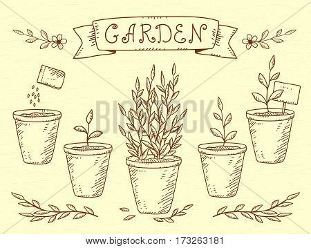 hand drawn vintage set of botanic growing plants in pots