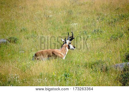Pronghorn Has Antlers