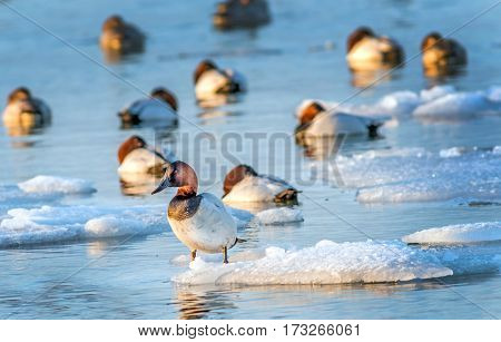 Canvasback duck standing on a small iceberg in the Chesapeake bay in Maryland with other Canvasbacks sleeping