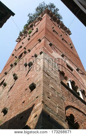 Lucca, Italy - 14 June 2014: The tower of Guinigi at Lucca on Italy