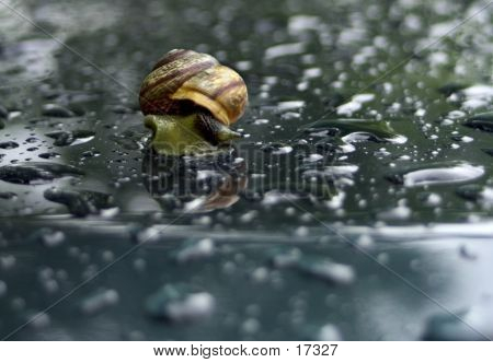 Caracol no carro