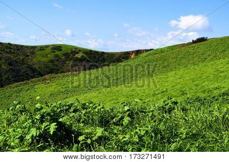 Lush green field including rural rolling hills and grasslands taken in the Whittier Hills, CA on a spring day