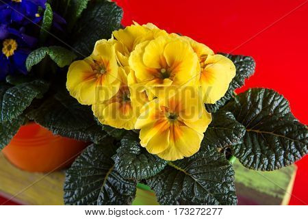 Spring colorful primroses flowers primula polyanthus in a flowerpot