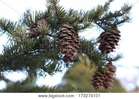 Black spruce - cones / These are cones on black spruce branch.