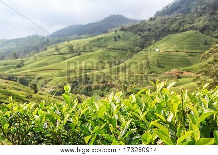 Green lush leaves of tea or Camellia sinensis in Sri Lanka