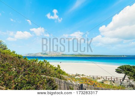 Plants by the sea in Stintino Sardinia