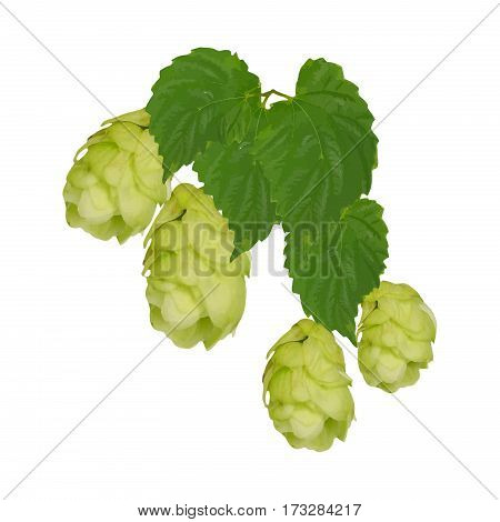 Hop cones and leaves. Isolation on a white background without shadow. / Drawing. / Ingredients for beer production. Medicinal herb.