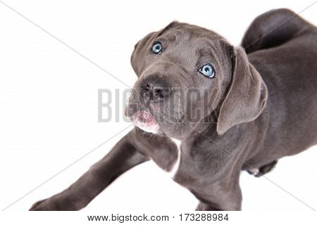 Cane corso puppy isolated on a white background