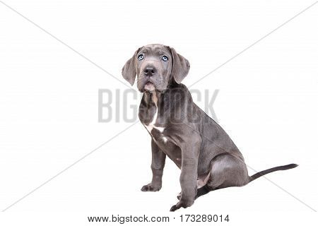 Cane corso puppy isolated on a white background