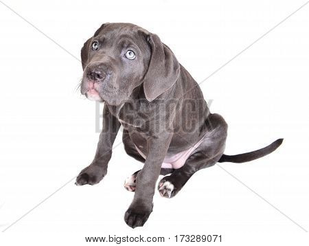 Cane corso puppy isolated on a white background
