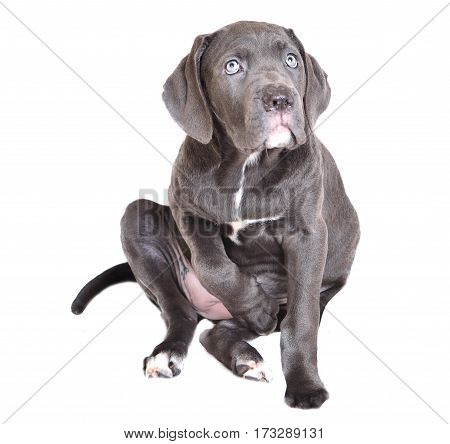 Cane corso puppy isolated on a white background