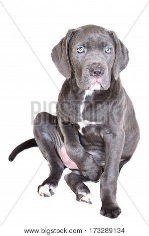 Cane corso puppy isolated on a white background
